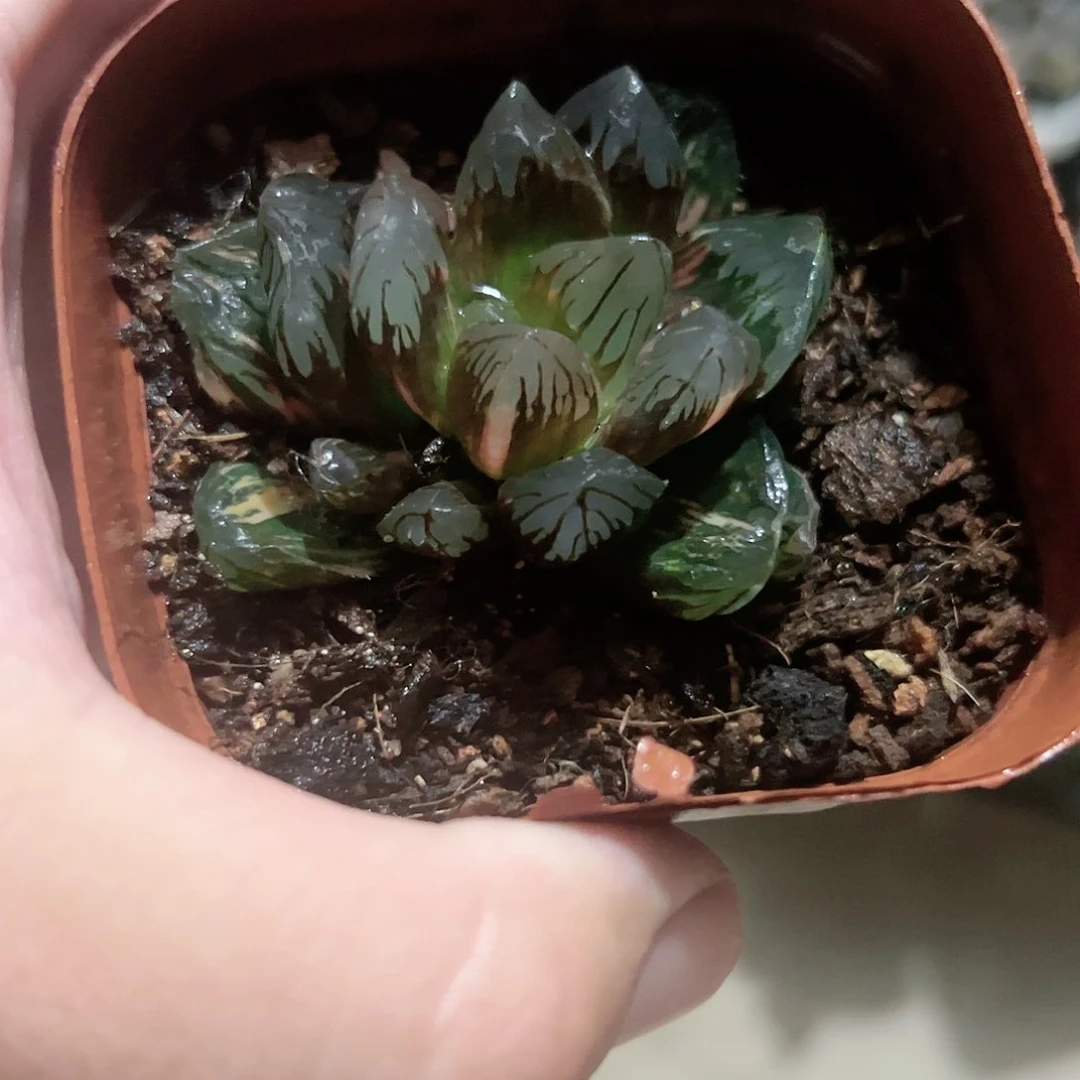 黑葡萄锦十二卷多肉植物满