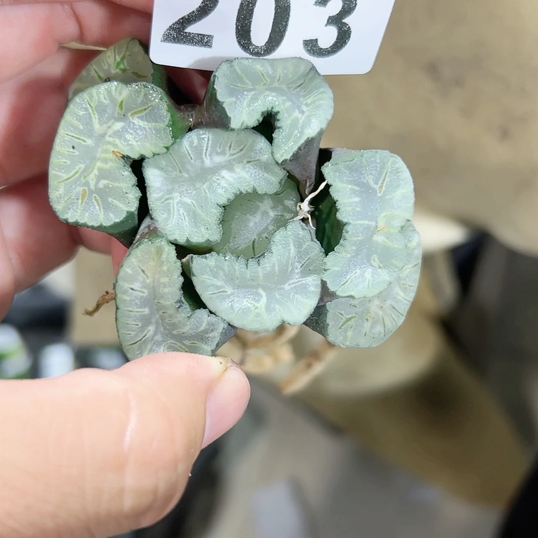 红红火火恍恍惚惚