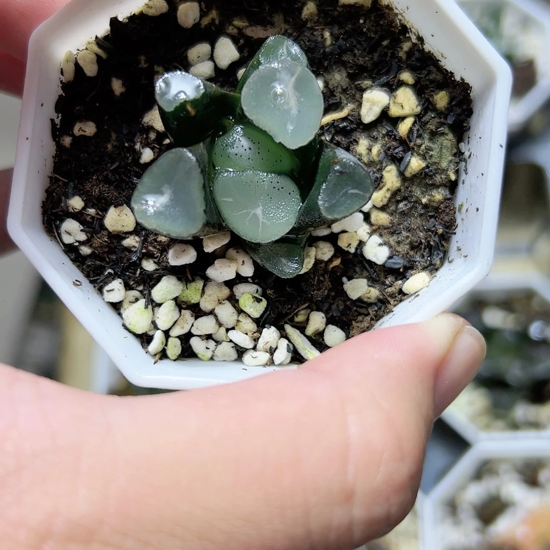 望乡万象十二卷多肉植物