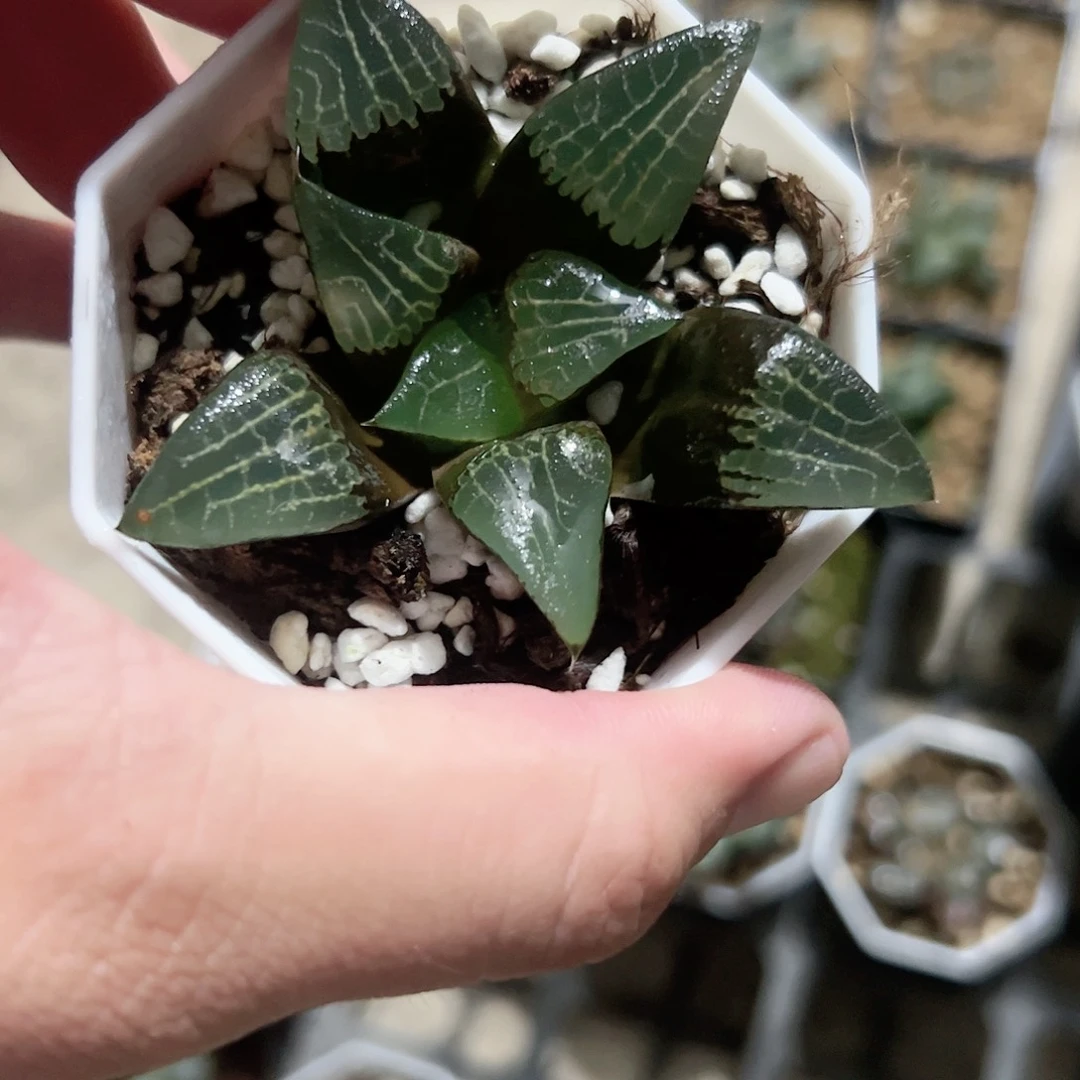 实生克十二卷多肉植物
