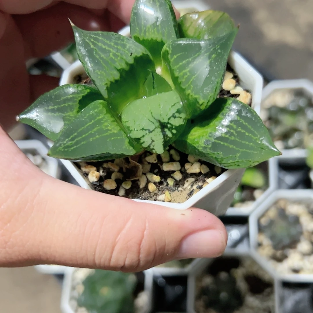 裹般若十二卷多肉植物满