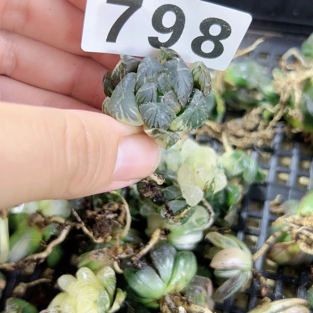 红红火火恍恍惚惚