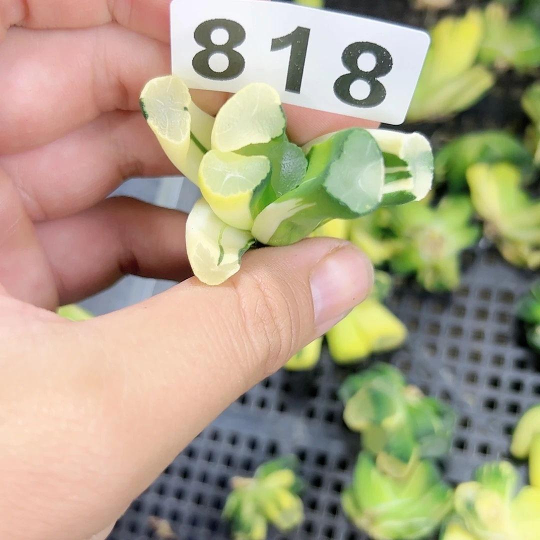 一***。红红火火恍恍惚惚