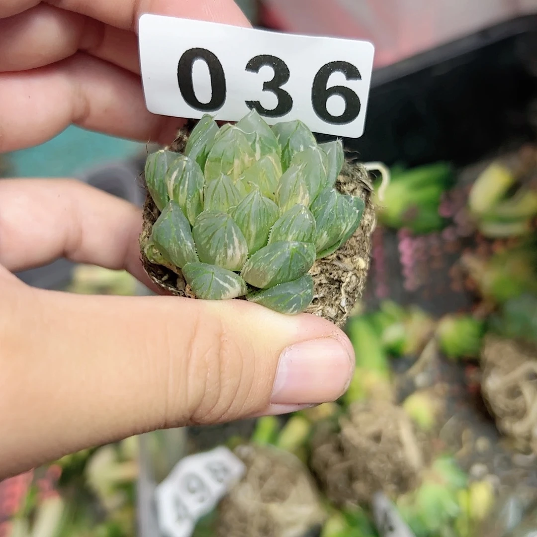 红红火火恍恍惚惚