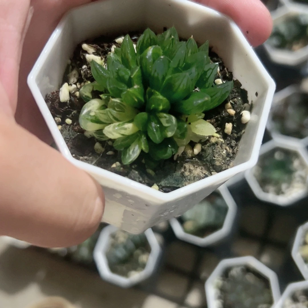 北极之光杂花水晶杂