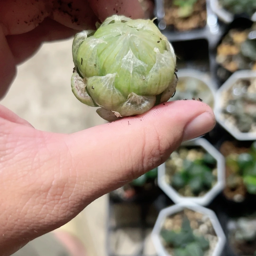 宽叶洋葱皮原始十二卷多肉