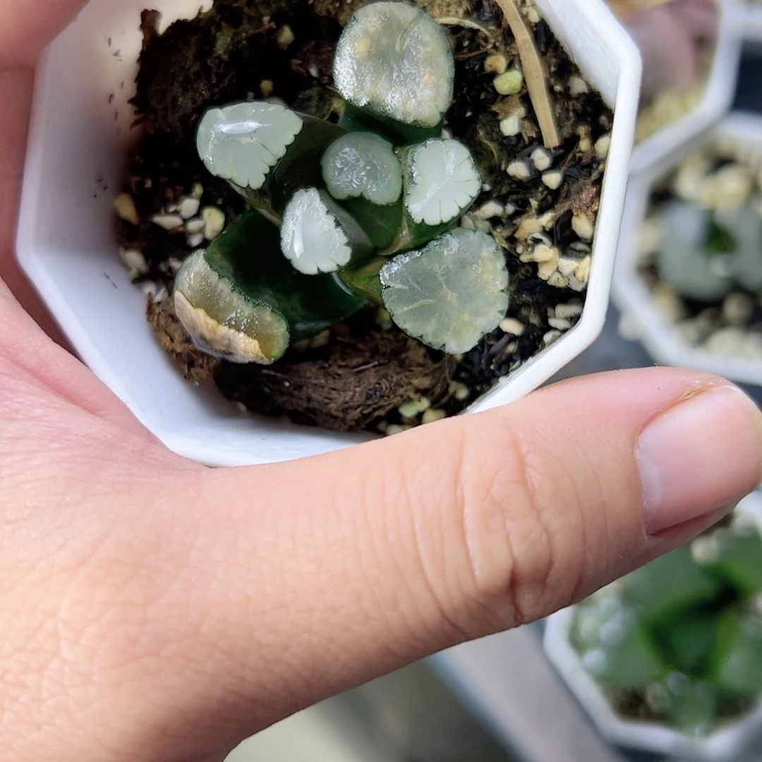 天照万象十二卷多肉植物满