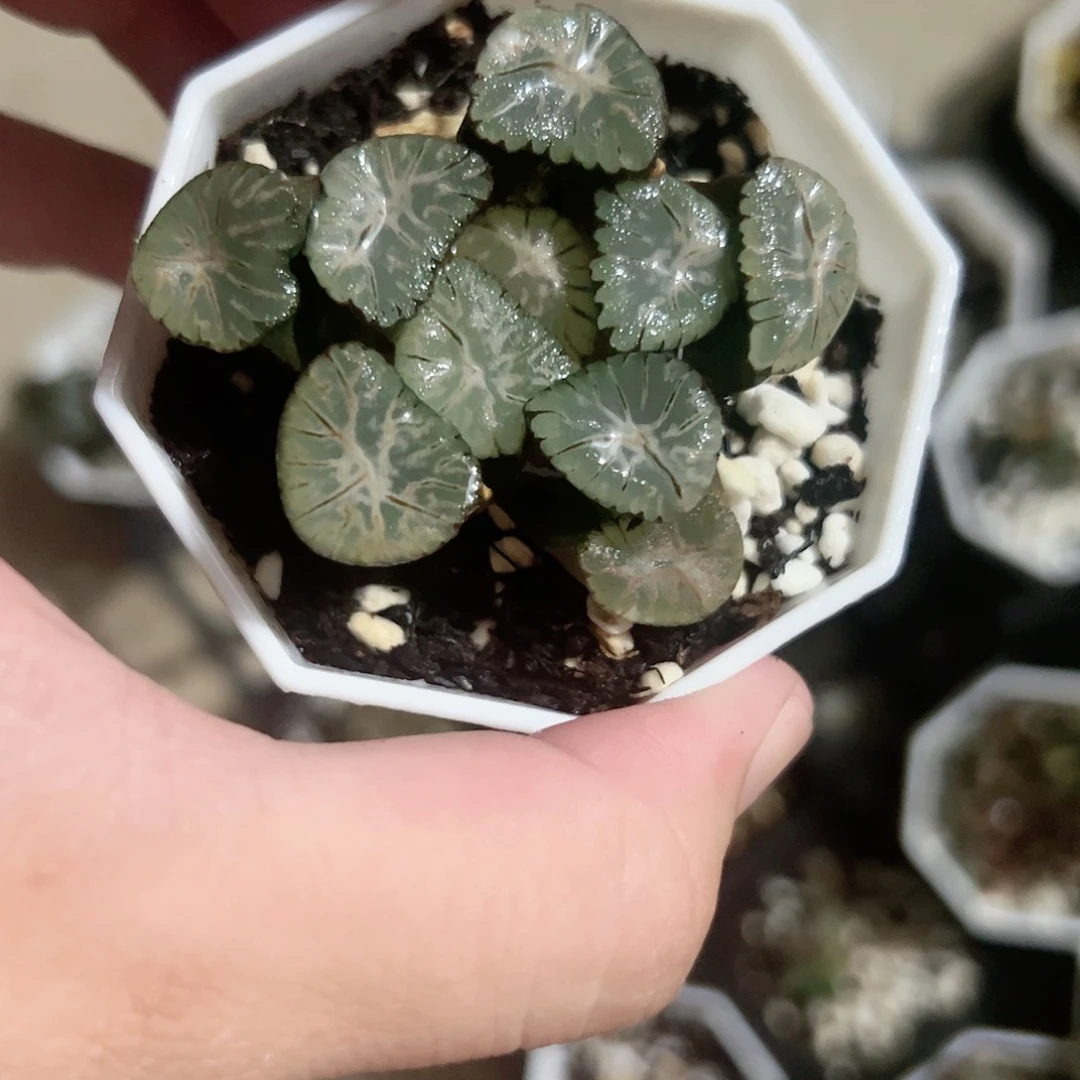 风之谷万象十二卷多肉植物满