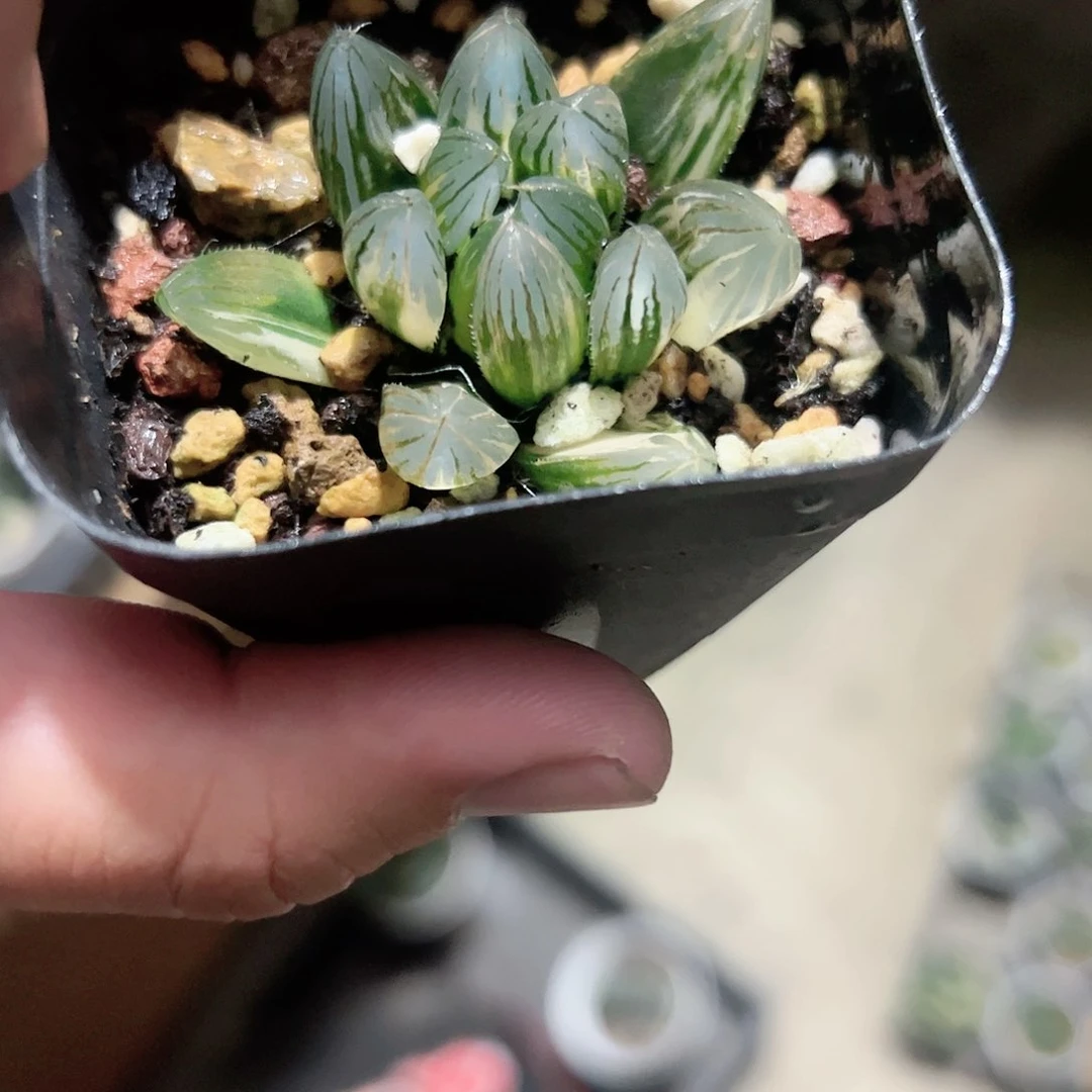 霓虹灯玉露锦十二卷多肉植物