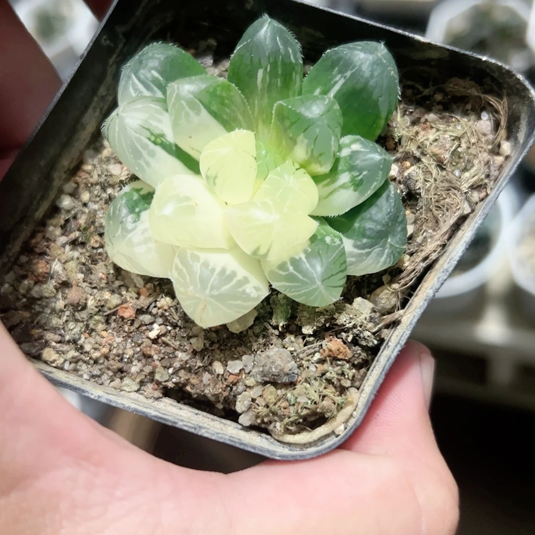 实生玉露锦十二卷多肉植物