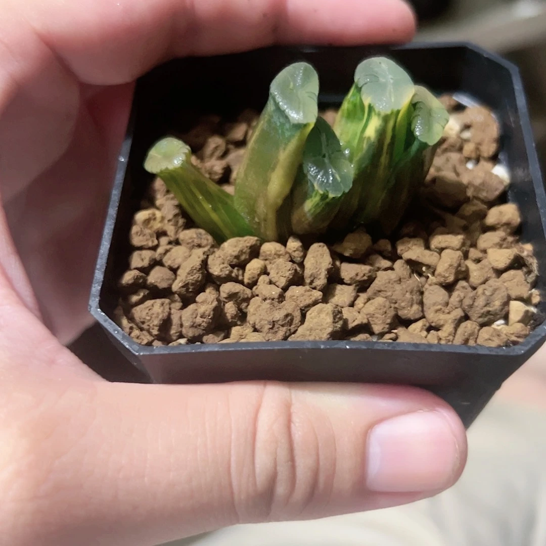 紫稻妻锦十二卷多肉植物