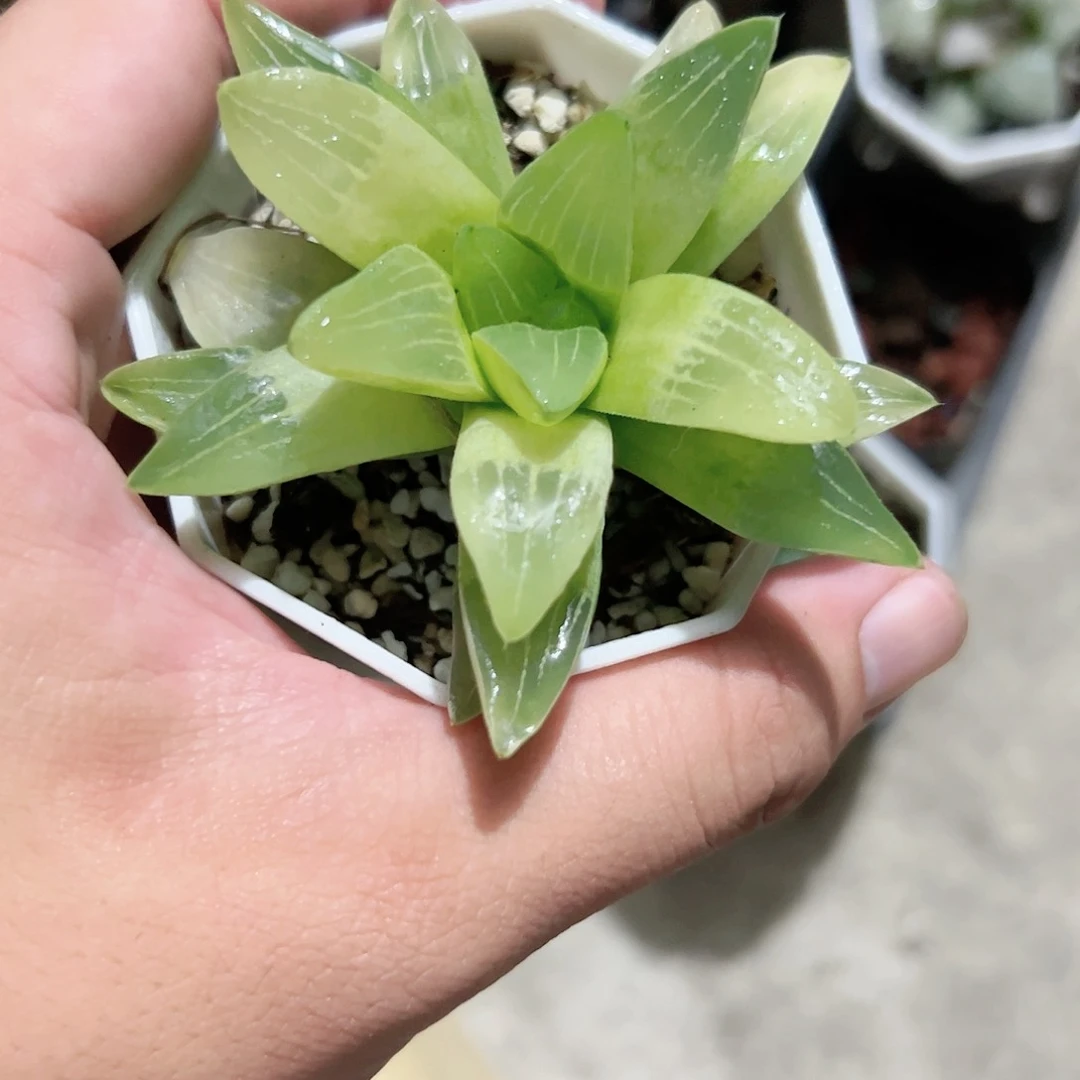 姬寿琥珀十二卷多肉植物满