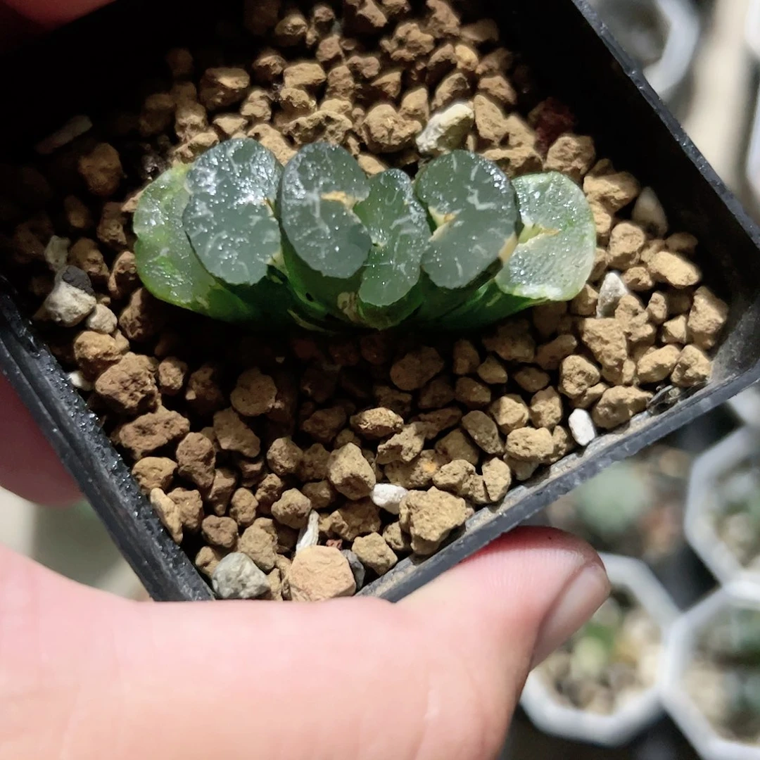 大绳锦十二卷多肉植物满