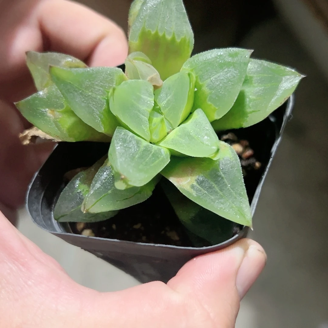 冰城寿十二卷多肉植物满