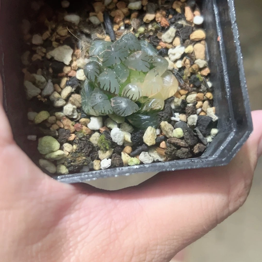 特丸紫锦十二卷多肉