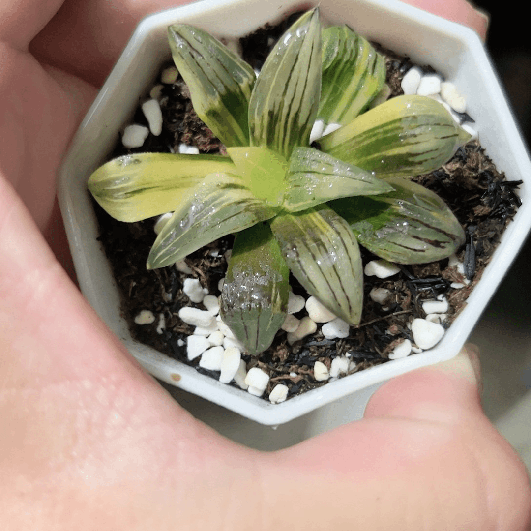 红纹寿锦十二卷多肉植物