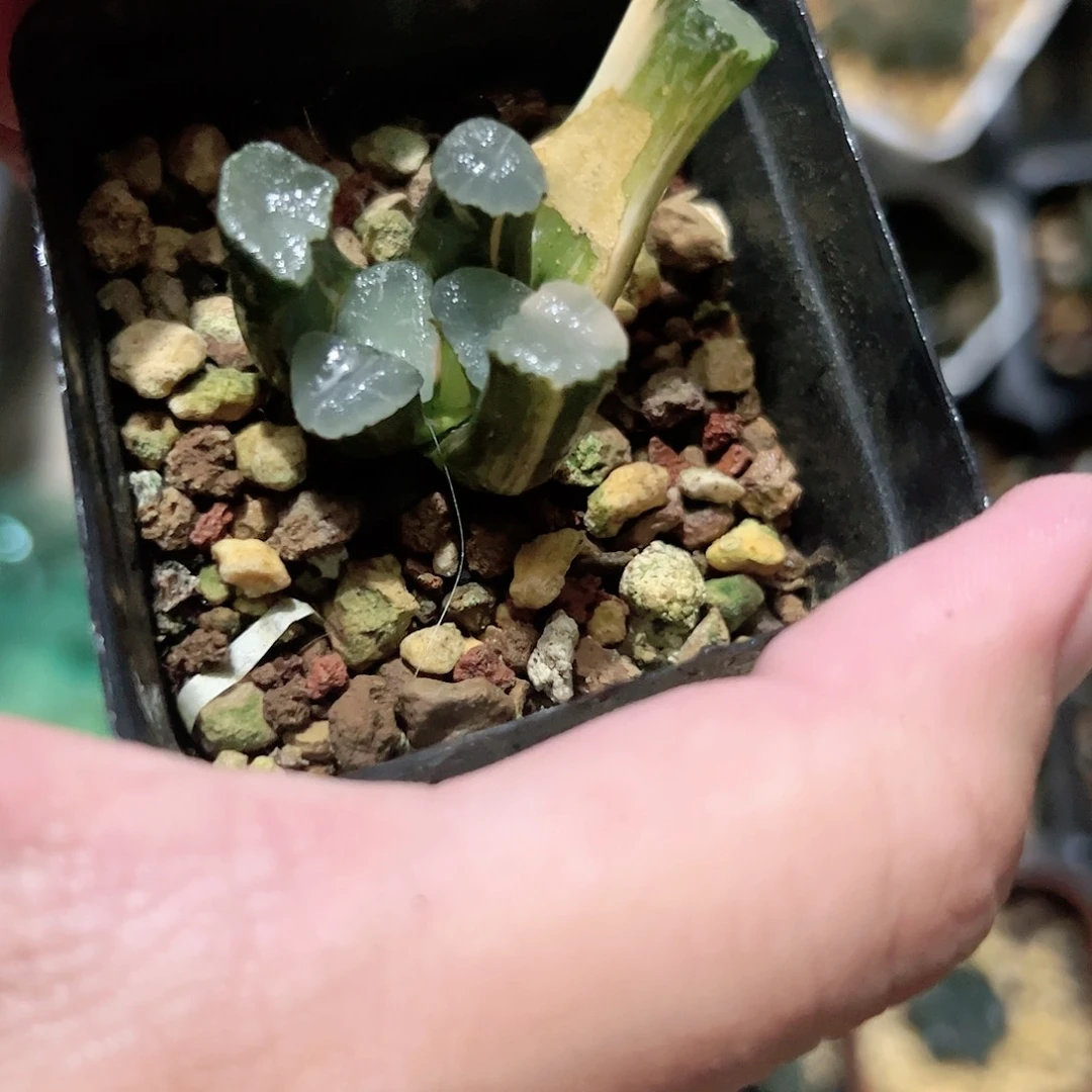 千禧年锦十二卷多肉植物满