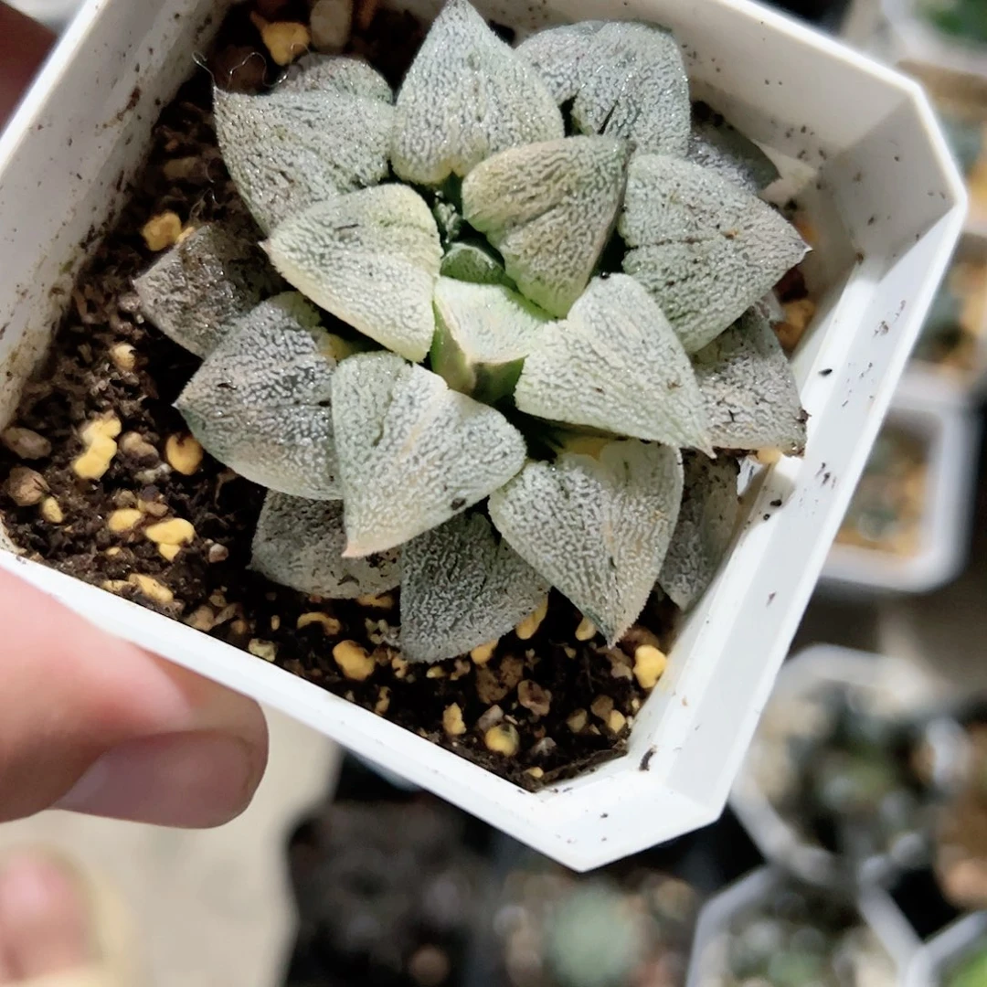 ?***茶红红火火恍恍惚惚