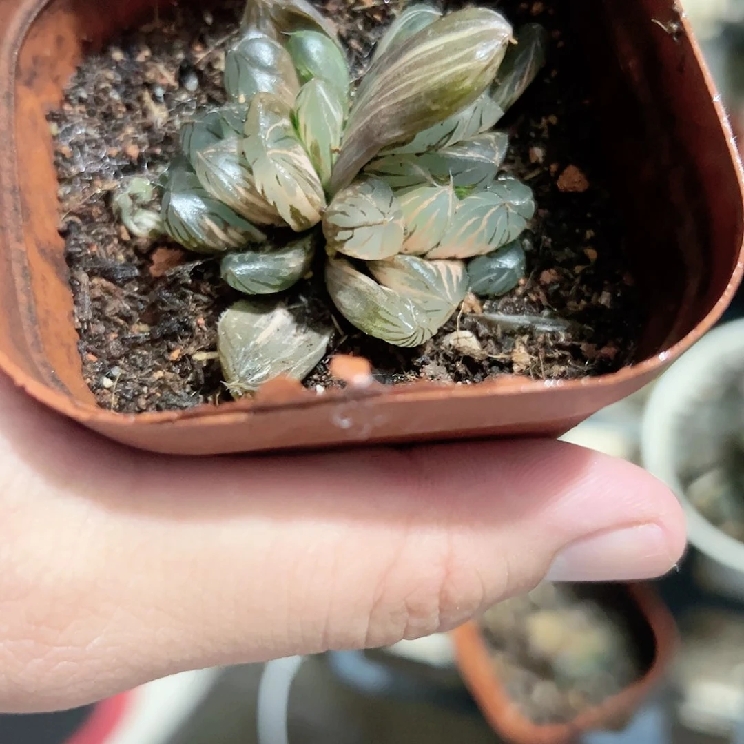 水晶实生锦十二卷多肉植物