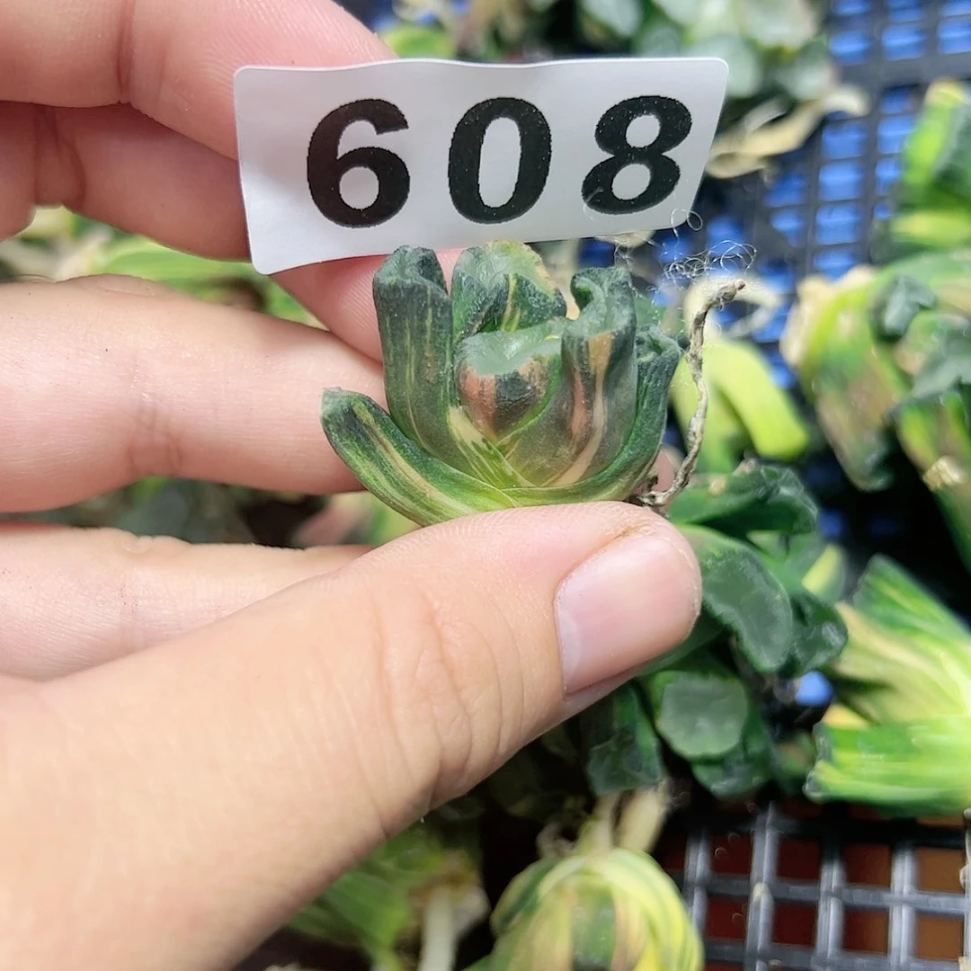 紫镜锦十二卷多肉植物