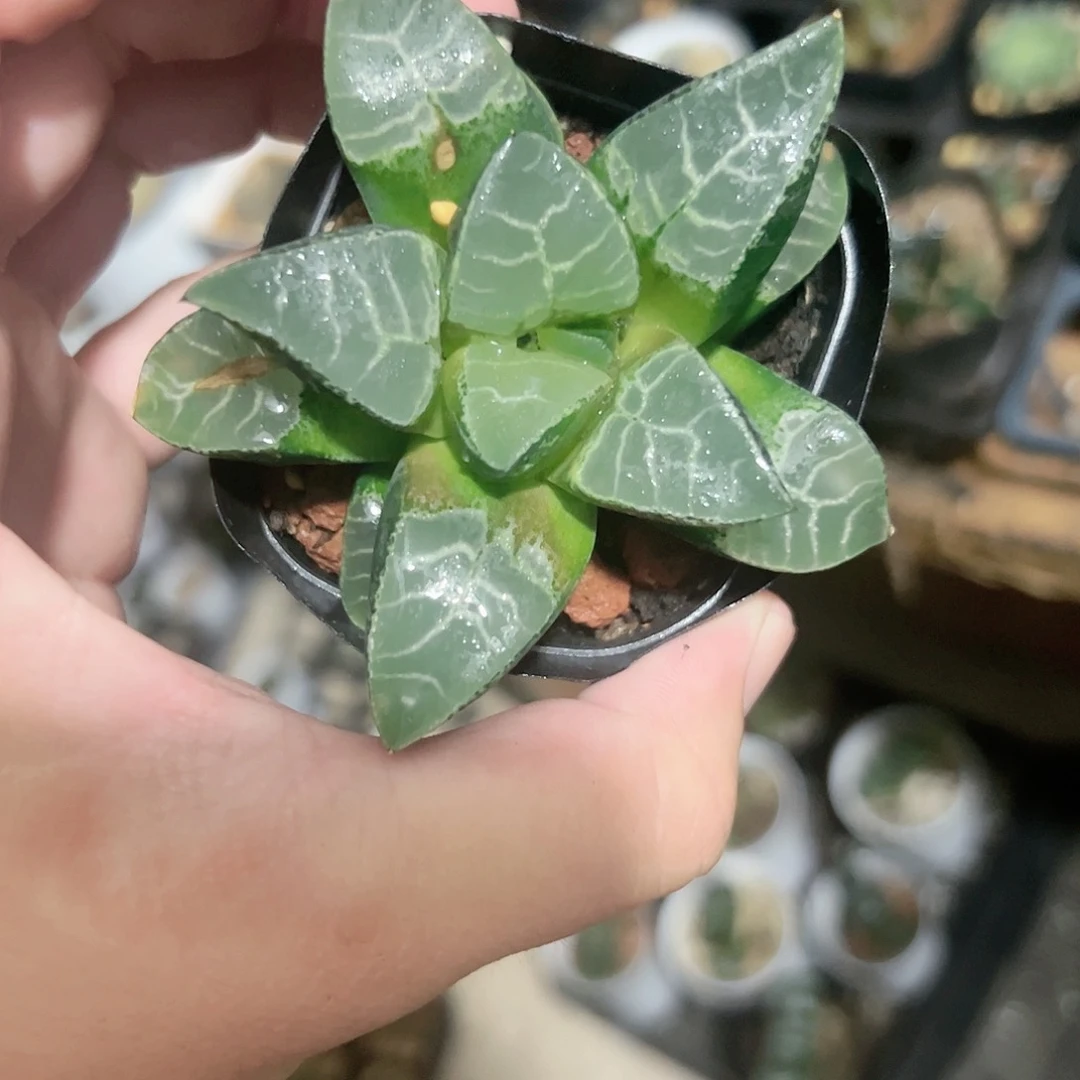 流纹云窗克十二卷多肉植物