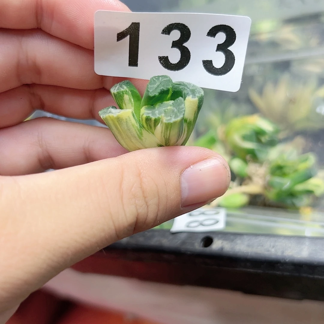 天照杂十二卷多肉植物满