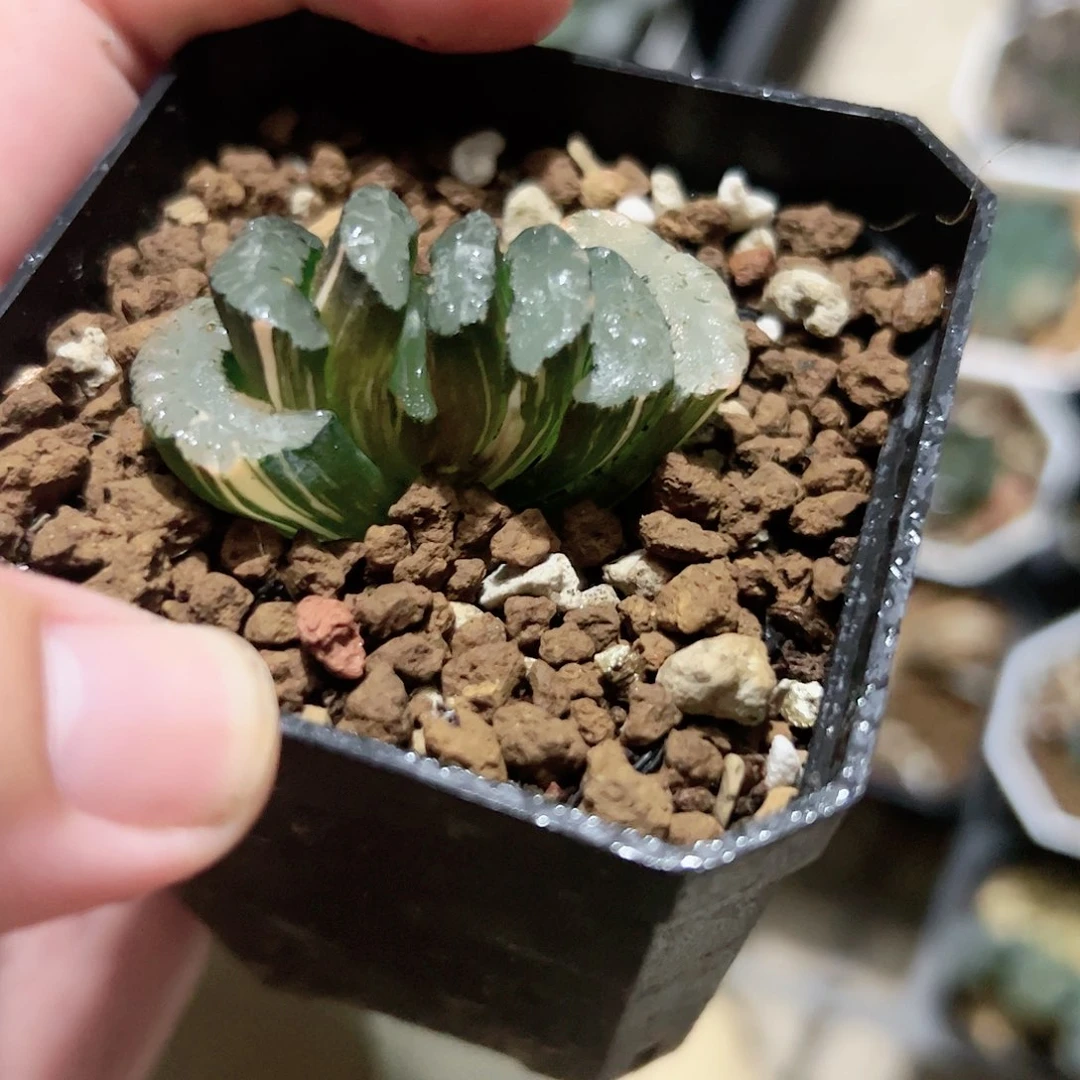 隼杂玄武锦十二卷多肉植物