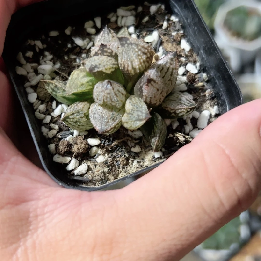 皇妃变异十二卷多肉植物