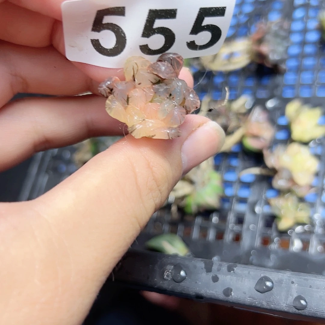 红红火火恍恍惚惚