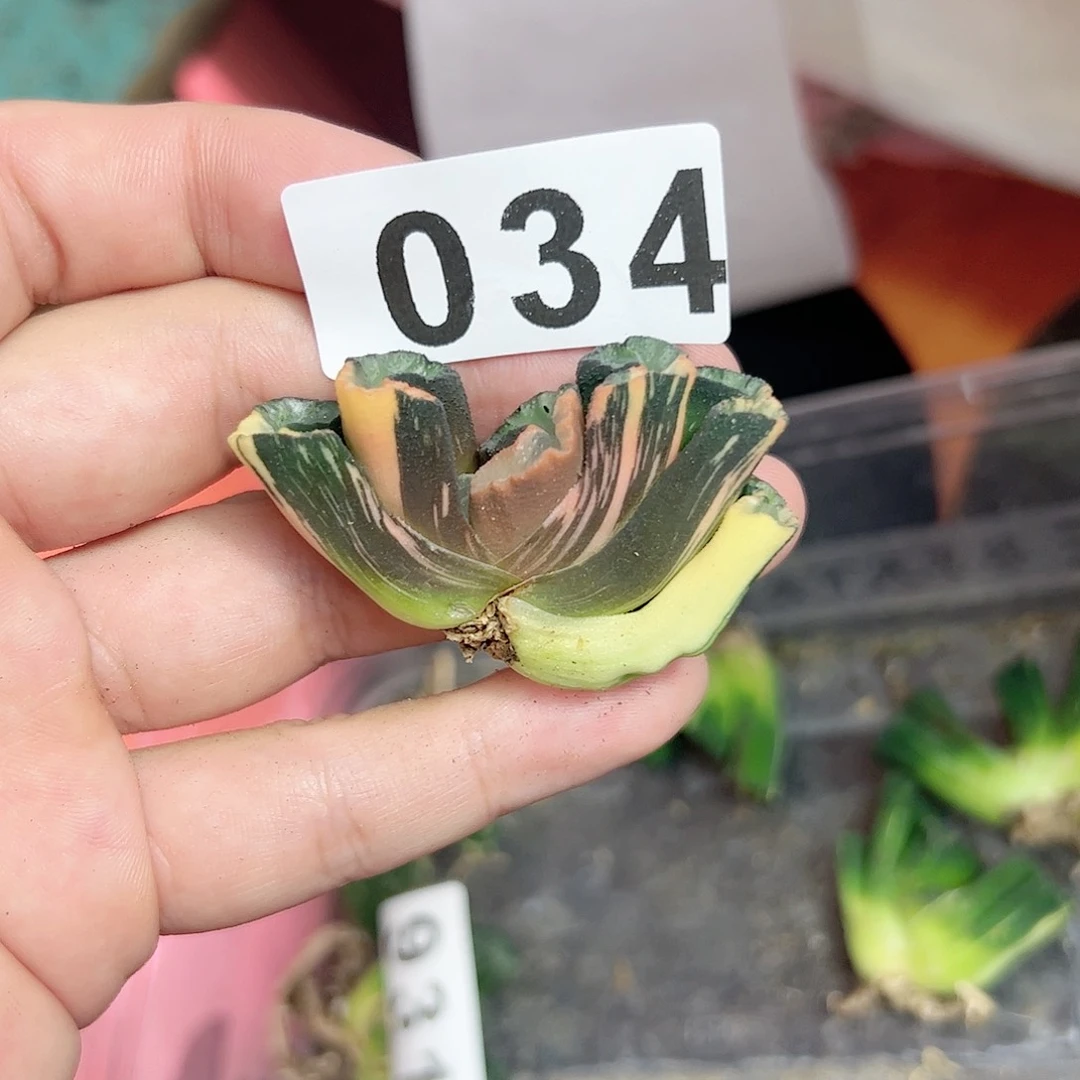 红红火火恍恍惚惚