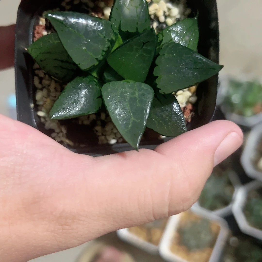 红红火火恍恍惚惚