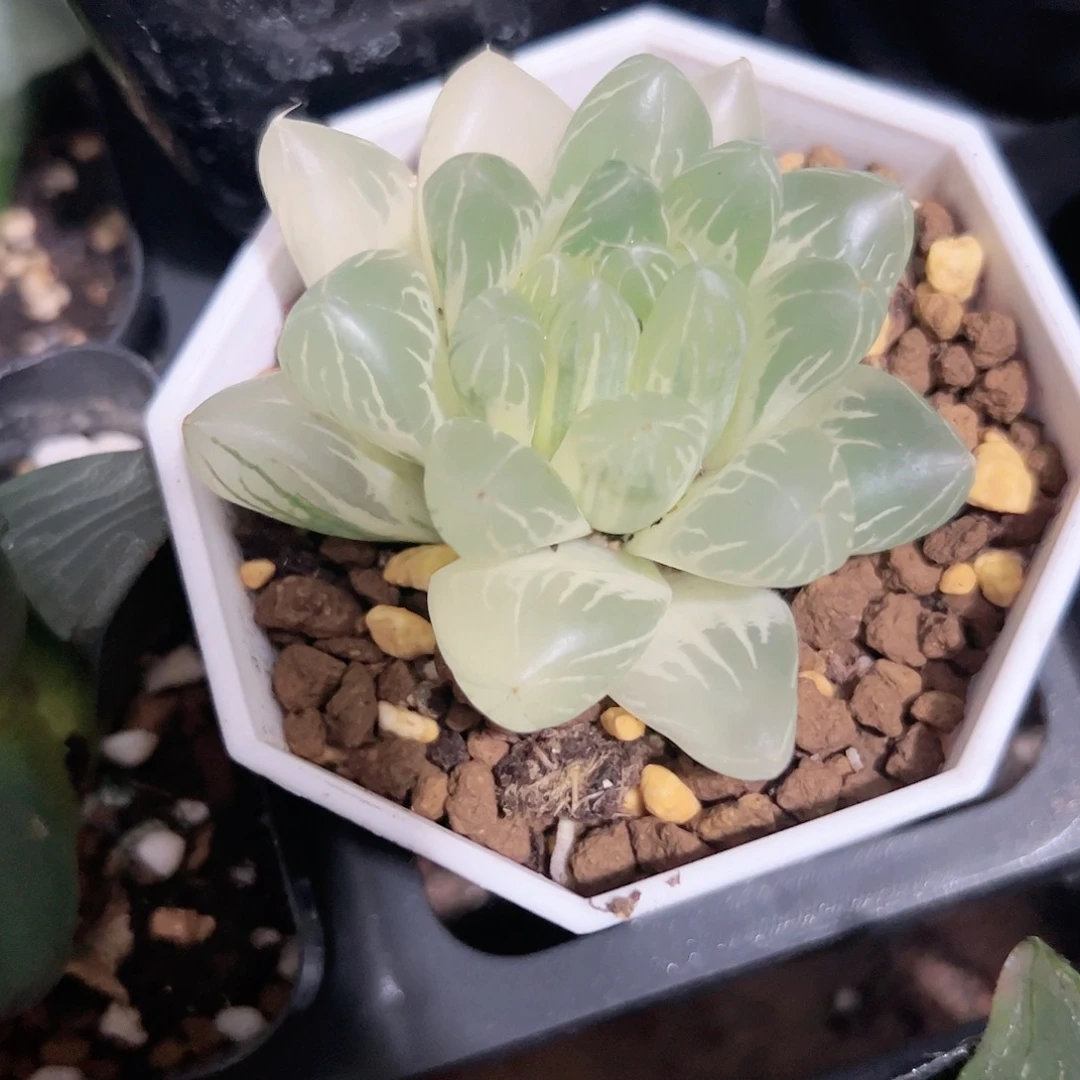 糊斑莱茵湖锦十二卷多肉