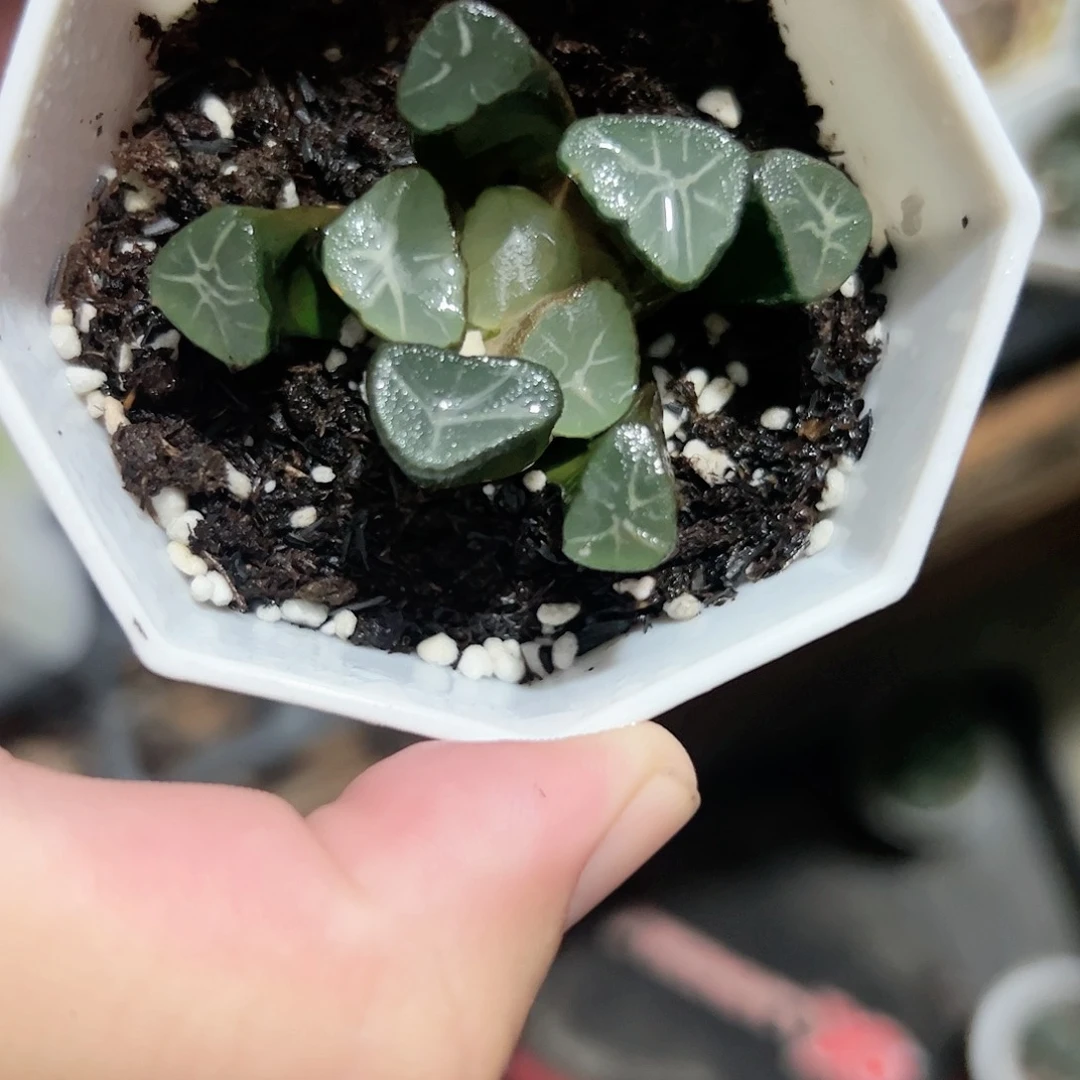 天鹅湖杂十二卷多肉植物满
