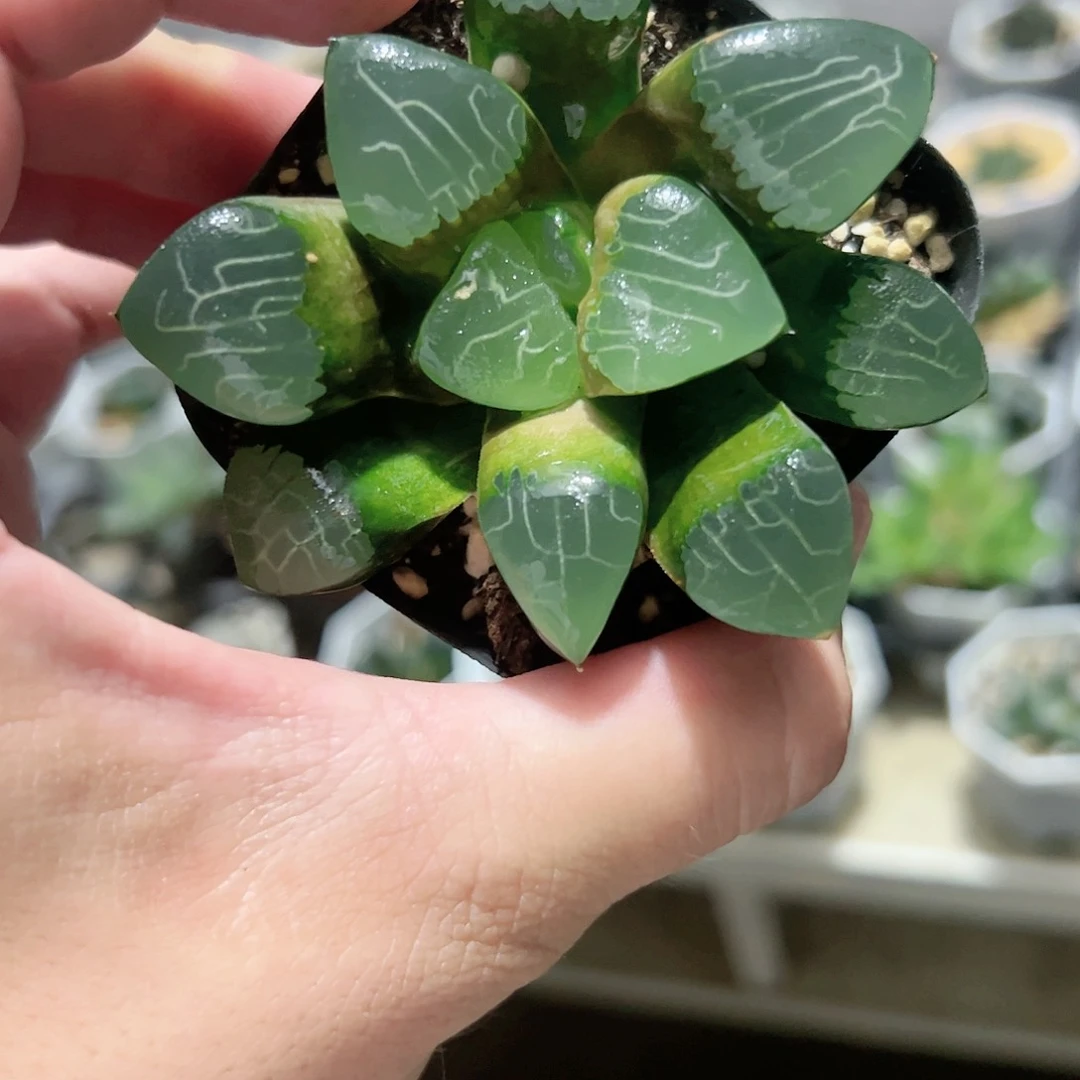 心克十二卷多肉植物满