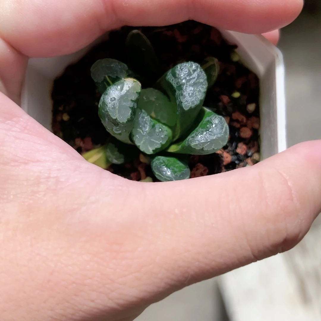 『***』红红火火恍恍惚惚