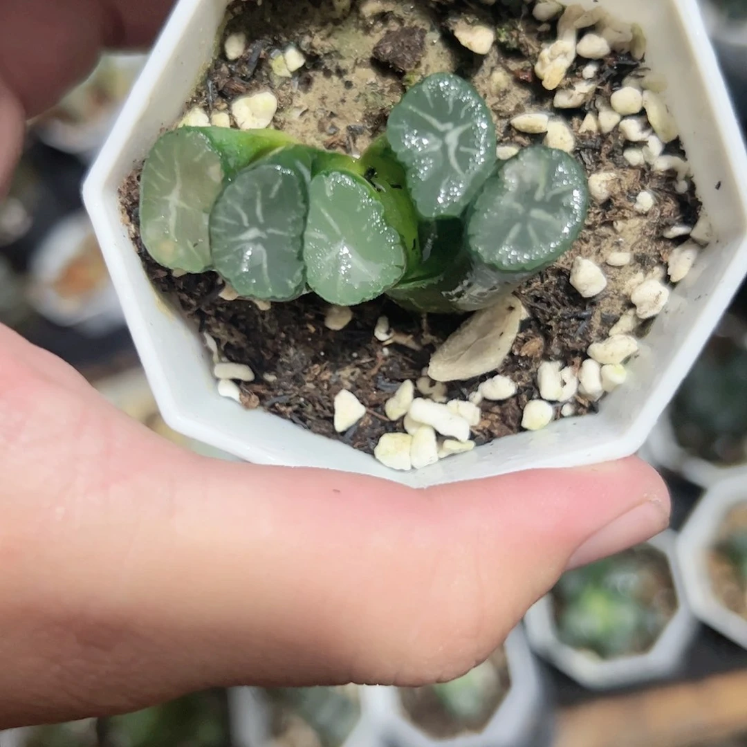白鸟万象十二卷多肉植物
