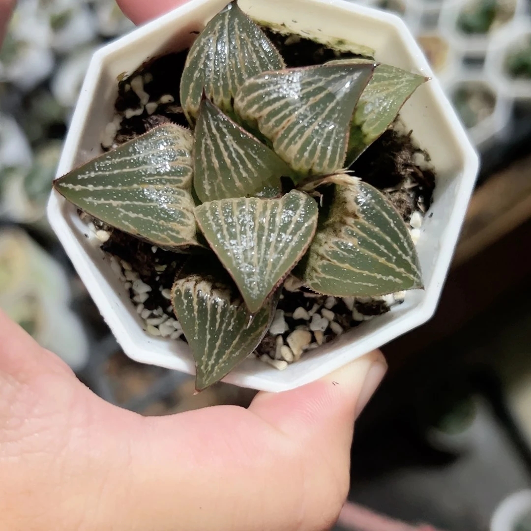 青蟹love十二卷多肉植物