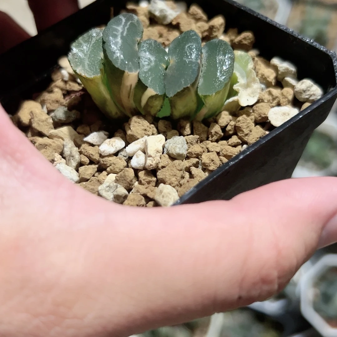 大绳玉扇十二卷锦十二卷多肉