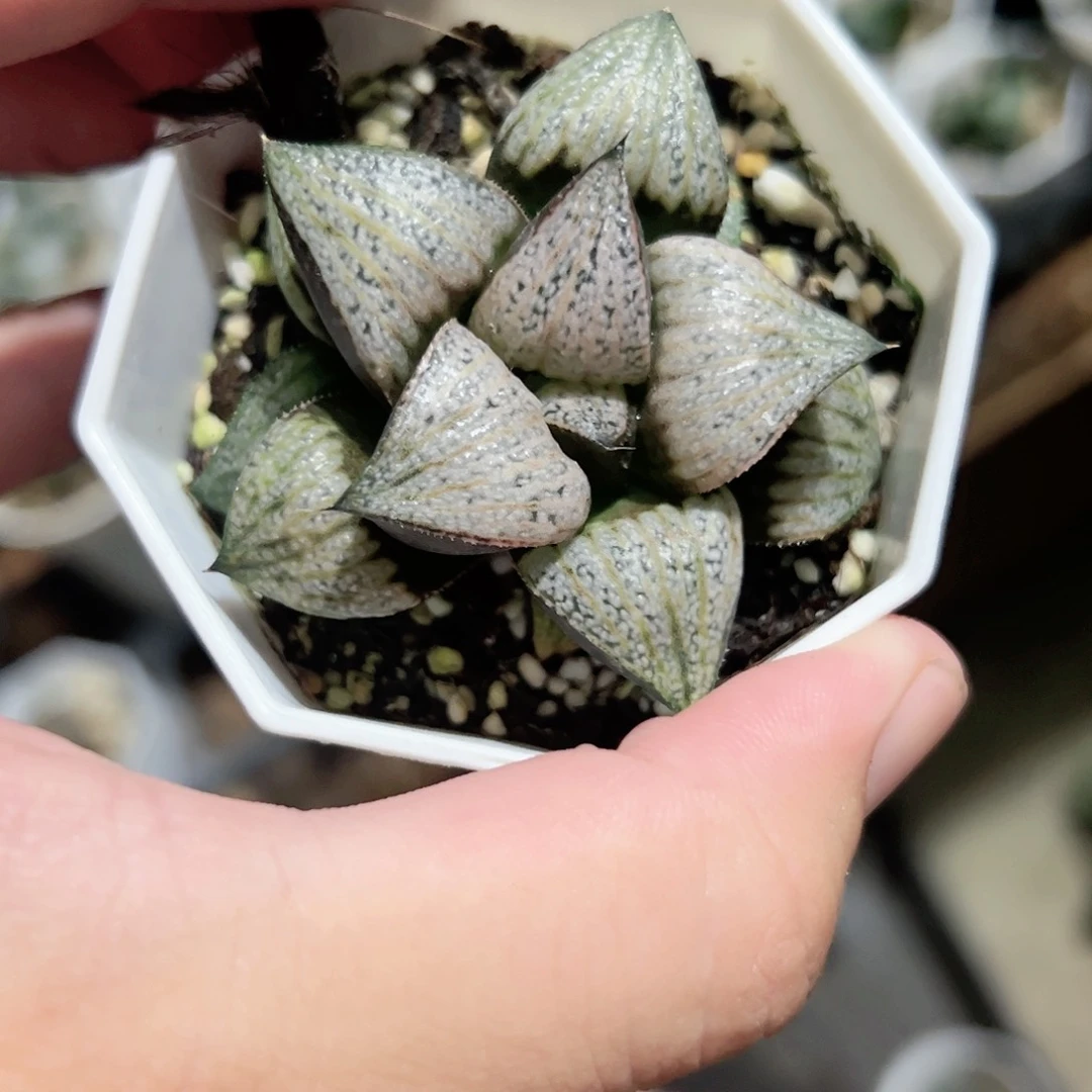 娜塔莉青蟹十二卷多肉植物满