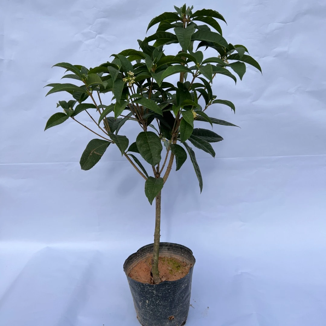 春季盆栽桂花树开黄色白色花带花香好养原本土发货