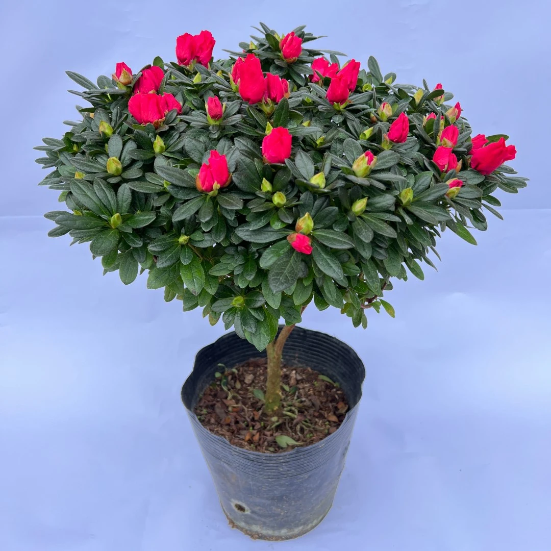 杨梅红杜鹃花盆栽好养护原盆带叶片花苞发货