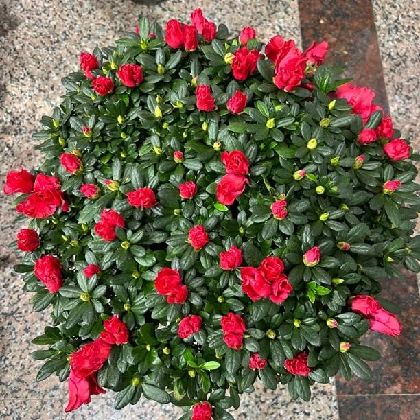 精品杜鹃花盆栽老桩原盆原土顺丰包邮带花苞带叶发货