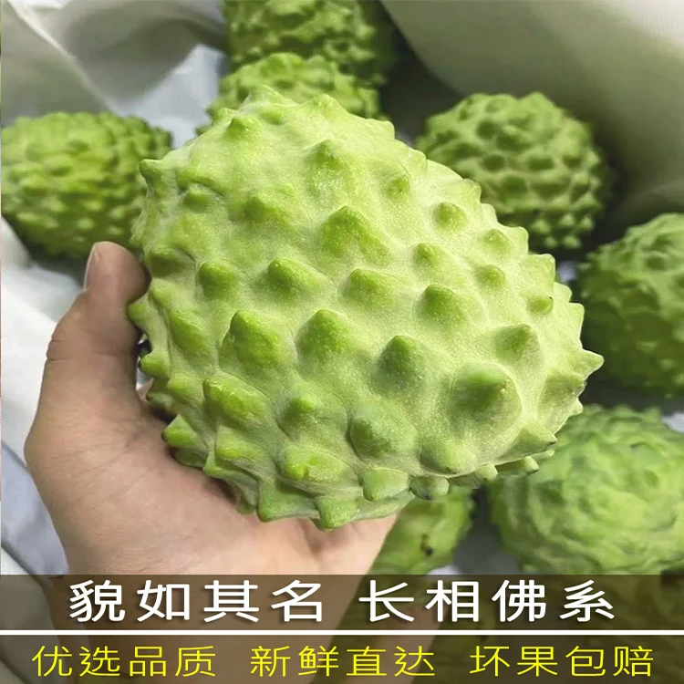 【6枚装】牛奶凤梨释迦果新鲜番荔枝释迦摩尼果林檎佛头果孕妇水果