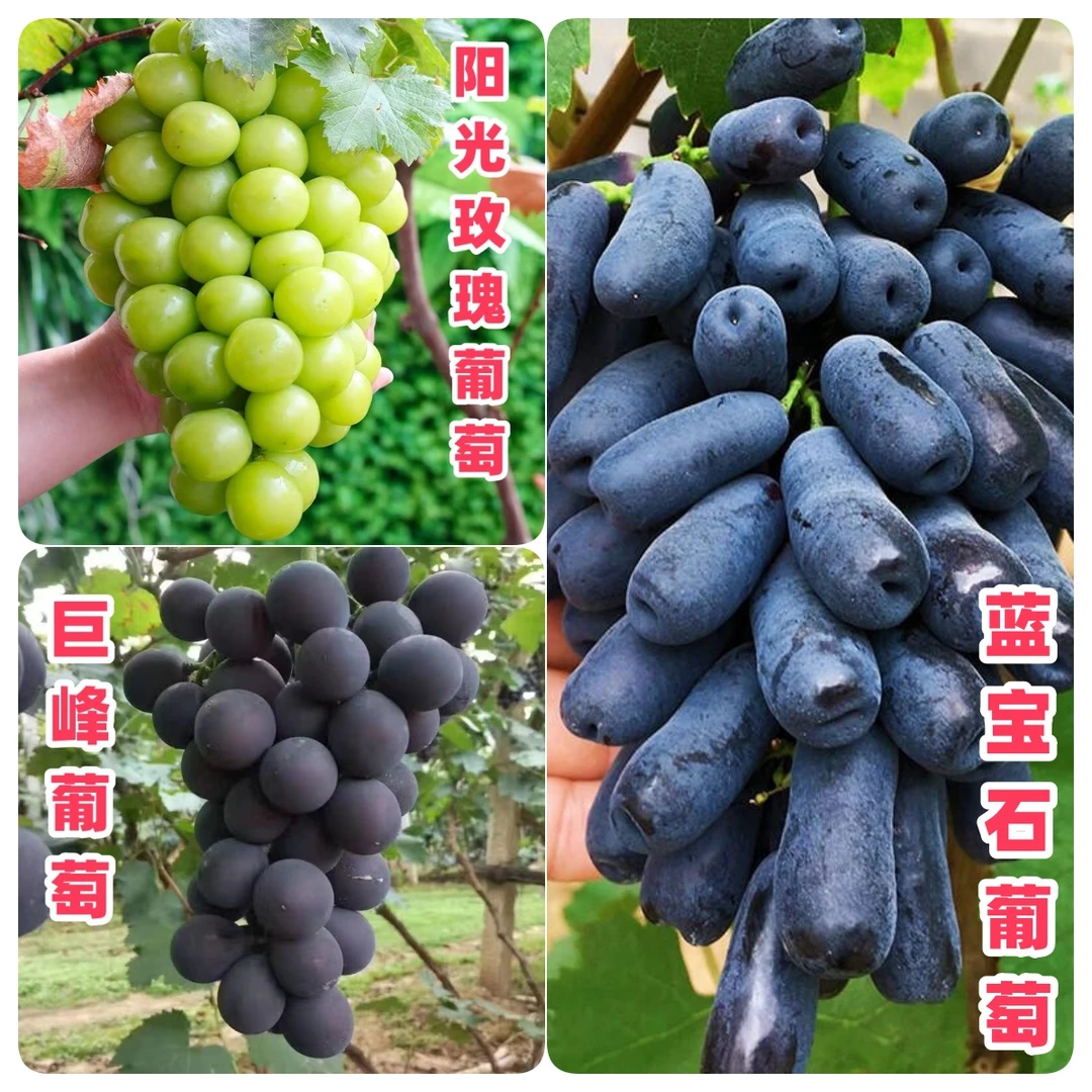 阳光玫瑰蓝宝石巨峰葡萄苗南方北方种植盆栽地栽抗旱耐寒基地直销