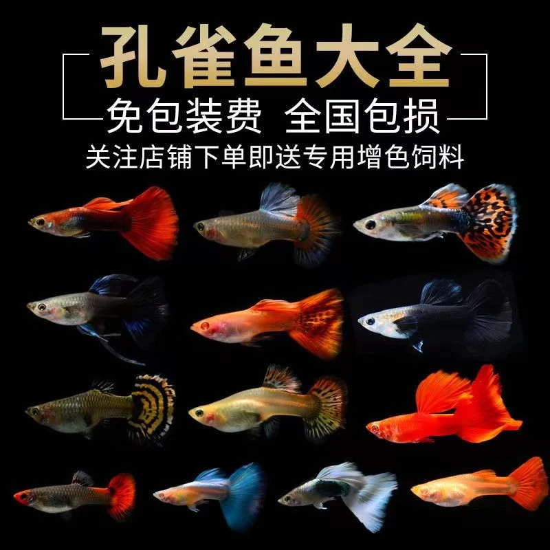 孔雀鱼清缸特价链接（开箱视频报损 入缸不包损 死鱼均价赔）