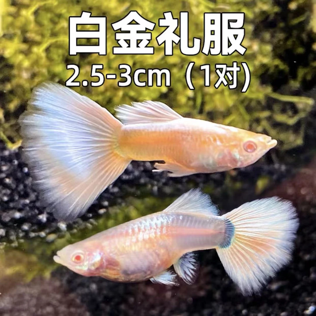 白金礼服孔雀鱼1对 拼两单包邮开箱视频报损 不补发 入缸不报损