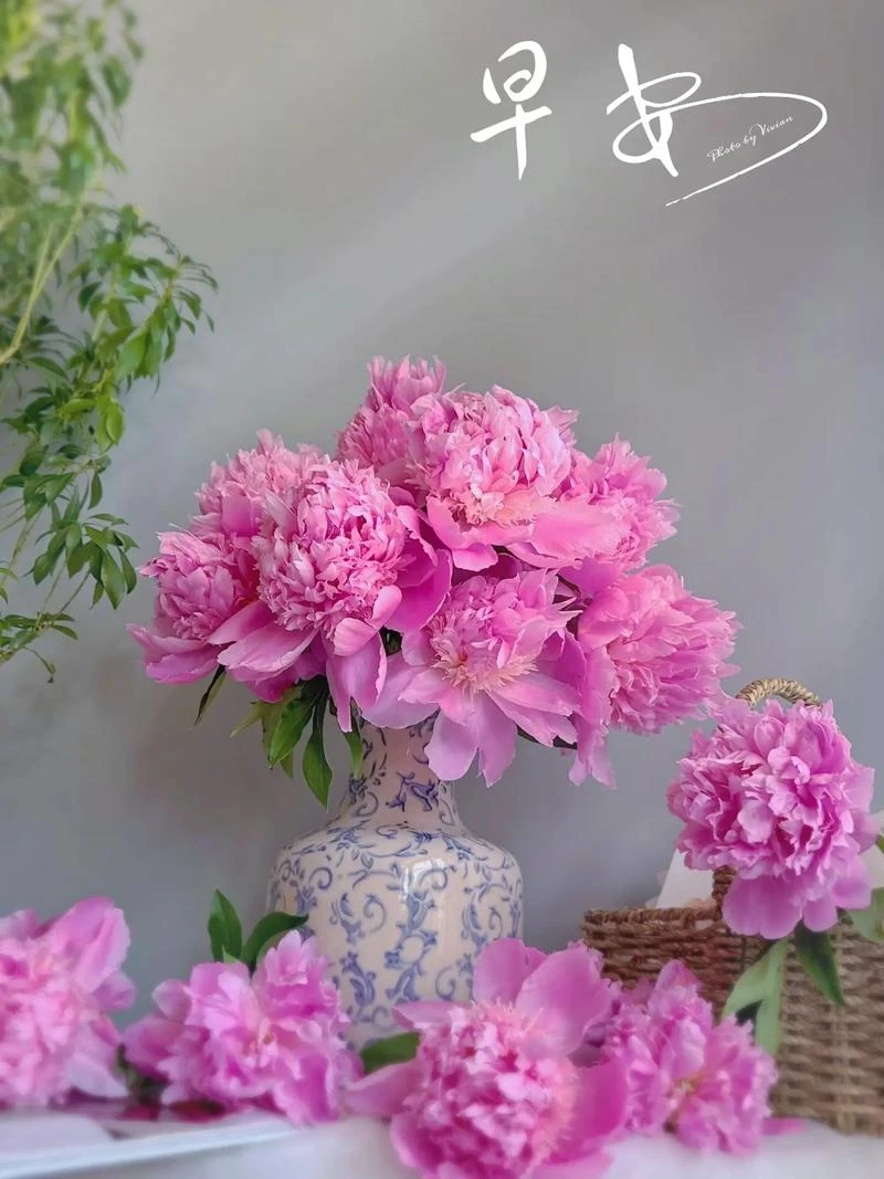 【蓝富士】【进口芍药花苗】山东菏泽种植栽培盆栽地栽庭院观赏花