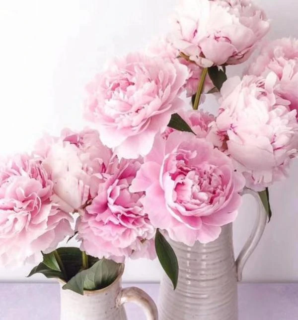 【莎拉】【进口芍药花苗】山东菏泽种植栽培盆栽地栽庭院观赏花产地