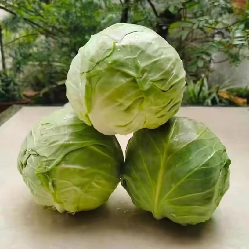 [顺丰包邮]苏北露天蔬菜甘蓝包菜 卷心菜沙拉菜现挖发货3斤5斤