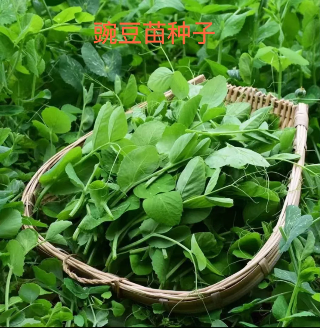 豌豆苗种籽豌豆尖芽苗菜无须豌豆苗水培豌豆苗种子